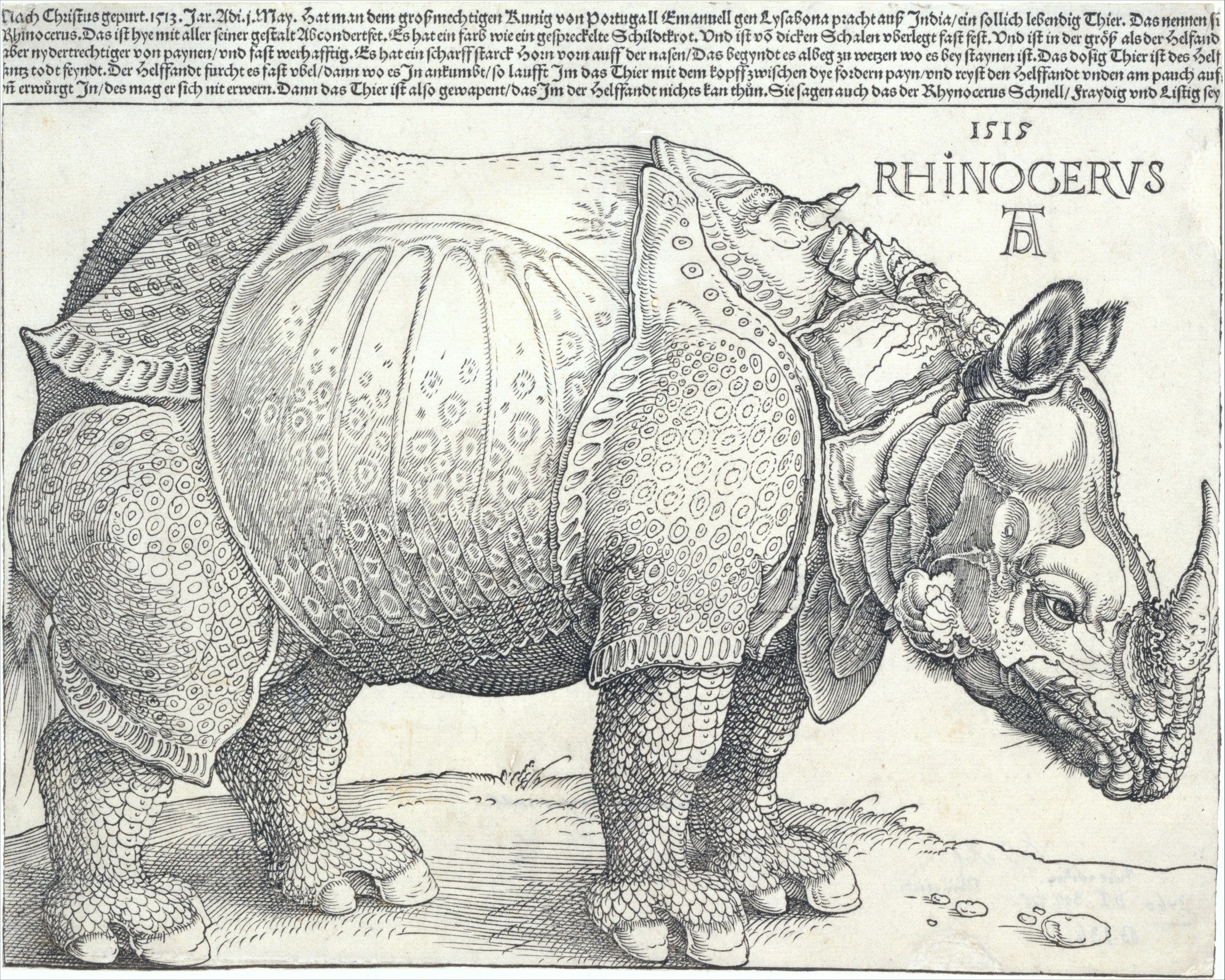 The Rhinoceros / 丢勒《犀牛》