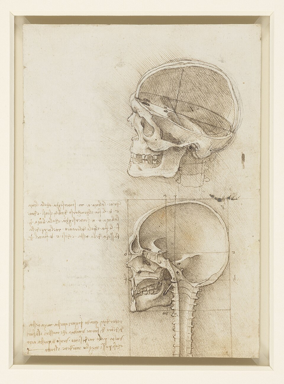 The Skull Sectioned / 列奥纳多《剖开的颅骨》